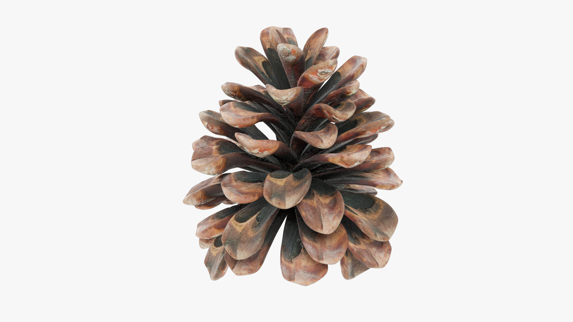 Conifer Cones Collection V3 model https://p.turbosquid.com/ts-thumb/dP/8OKY0i/6H/c2render/jpg/1699805736/1920x1080/turn_fit_q99/8ee7e554f52984ffb73e88431e20af5313136a46/c2render-1.jpg