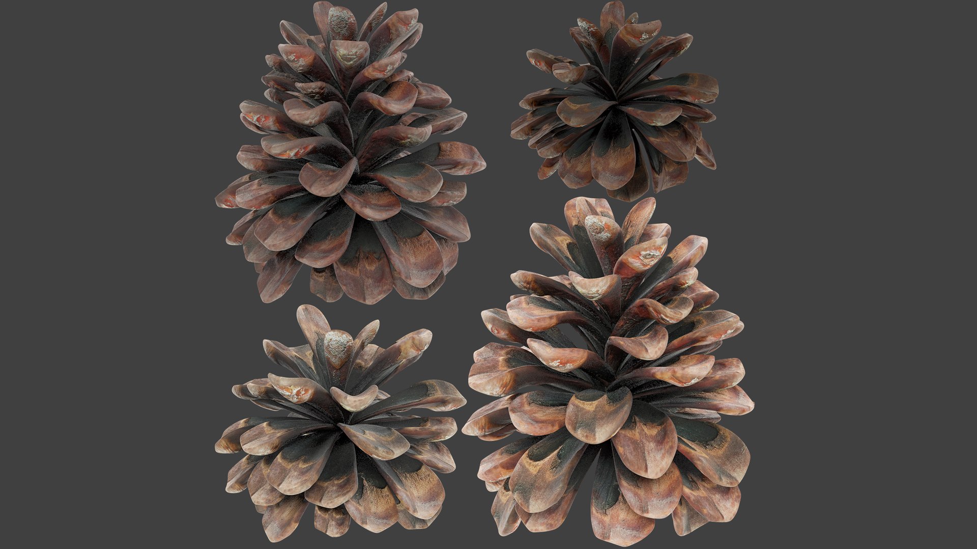 Conifer Cones Collection V3 model https://p.turbosquid.com/ts-thumb/dP/8OKY0i/7a/ccc3_003/png/1699993016/1920x1080/fit_q87/42cf28d73ae44a919b02d31c1e34a5d141e5da86/ccc3_003.jpg