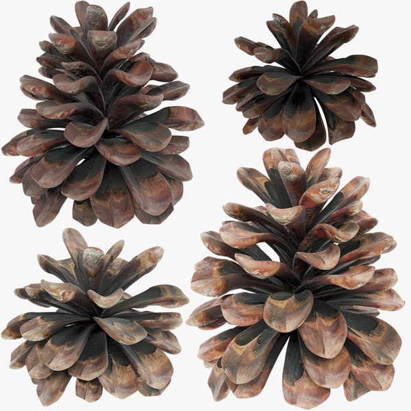 Conifer Cones Collection V3 model