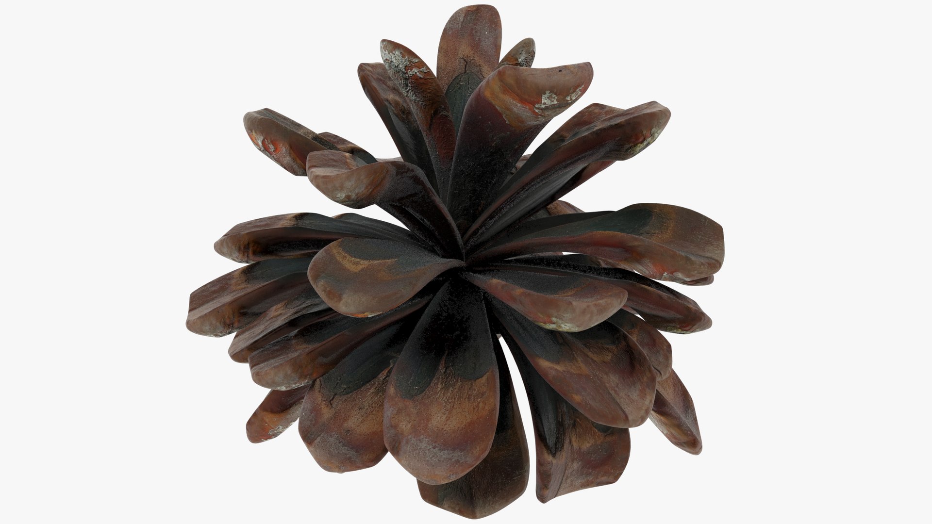 Conifer Cones Collection V3 model https://p.turbosquid.com/ts-thumb/dP/8OKY0i/L4/cmp1_001/png/1699995090/1920x1080/fit_q87/c411bb01890c2070d493e8458ff40beab1febb4c/cmp1_001.jpg