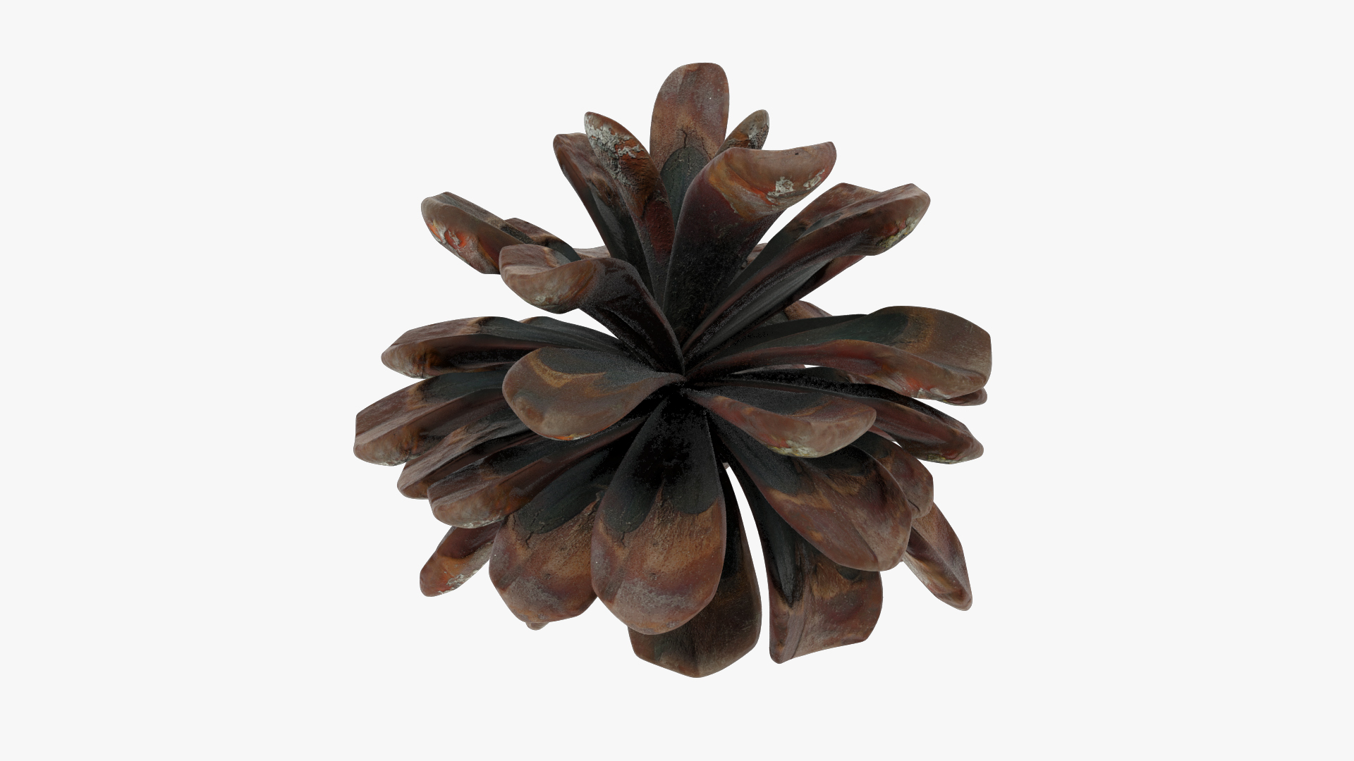 Conifer Cones Collection V3 model https://p.turbosquid.com/ts-thumb/dP/8OKY0i/N1/cmp1render/jpg/1699845345/1920x1080/turn_fit_q99/fb6416a65a174ff2e57bff4bffb16201af77618f/cmp1render-1.jpg