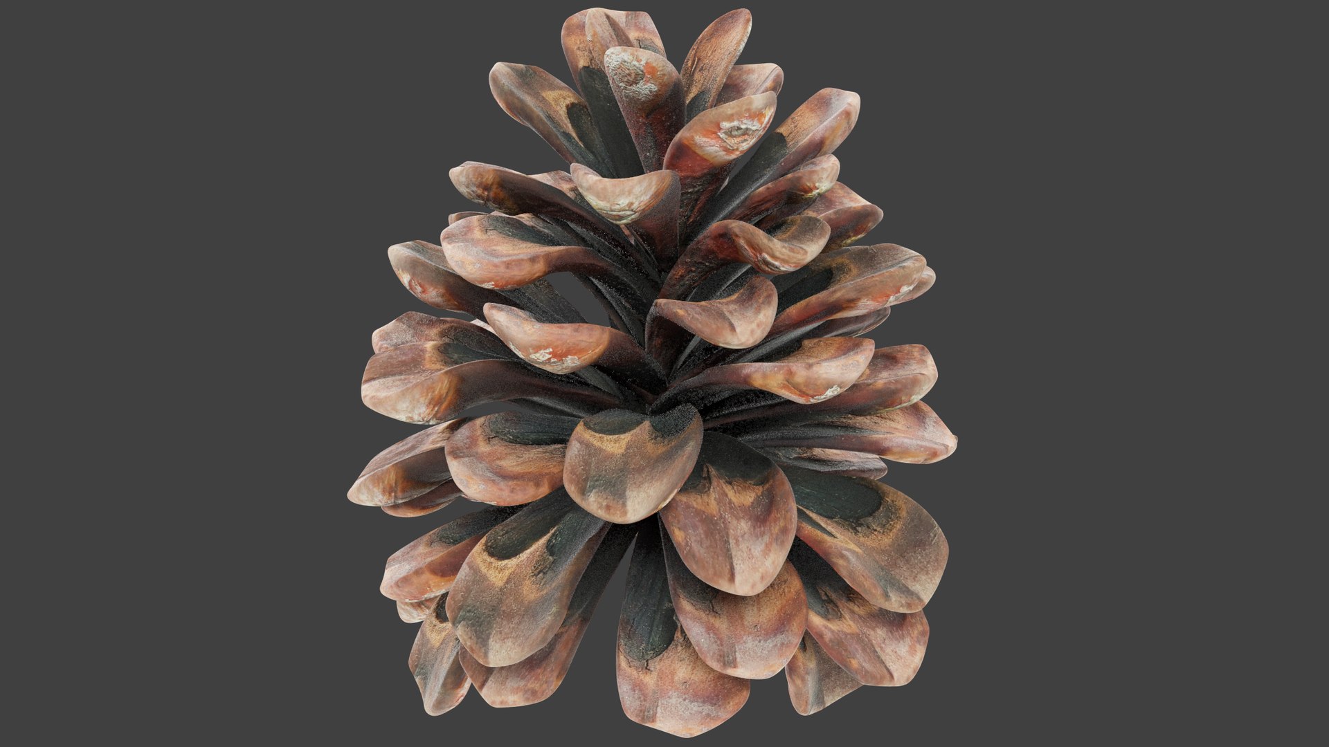 Conifer Cones Collection V3 model https://p.turbosquid.com/ts-thumb/dP/8OKY0i/RI/c2_002/png/1699993094/1920x1080/fit_q87/5877de90333b508a9df0917826cc4f6b135610e3/c2_002.jpg