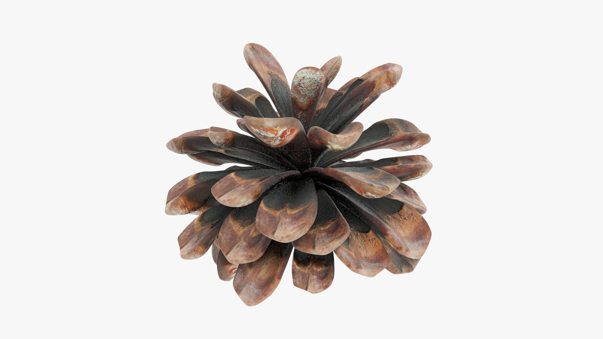 Conifer Cones Collection V3 model https://p.turbosquid.com/ts-thumb/dP/8OKY0i/gi/c1render/jpg/1699659974/1920x1080/turn_fit_q99/acd694b069414b78a3365cb11eda97fff34a5add/c1render-1.jpg