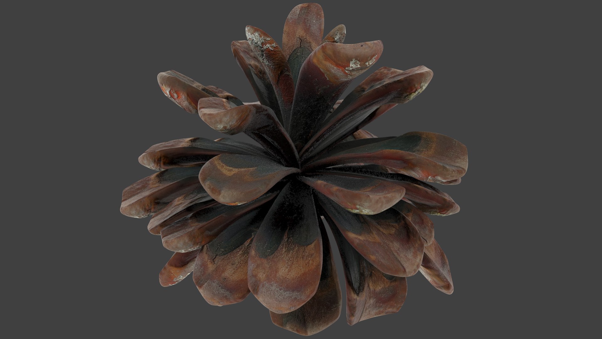 Conifer Cones Collection V3 model https://p.turbosquid.com/ts-thumb/dP/8OKY0i/iB/cmp1_002/png/1699995067/1920x1080/fit_q87/371f5c6583e82759e4eb105f6b753801d94ee48f/cmp1_002.jpg