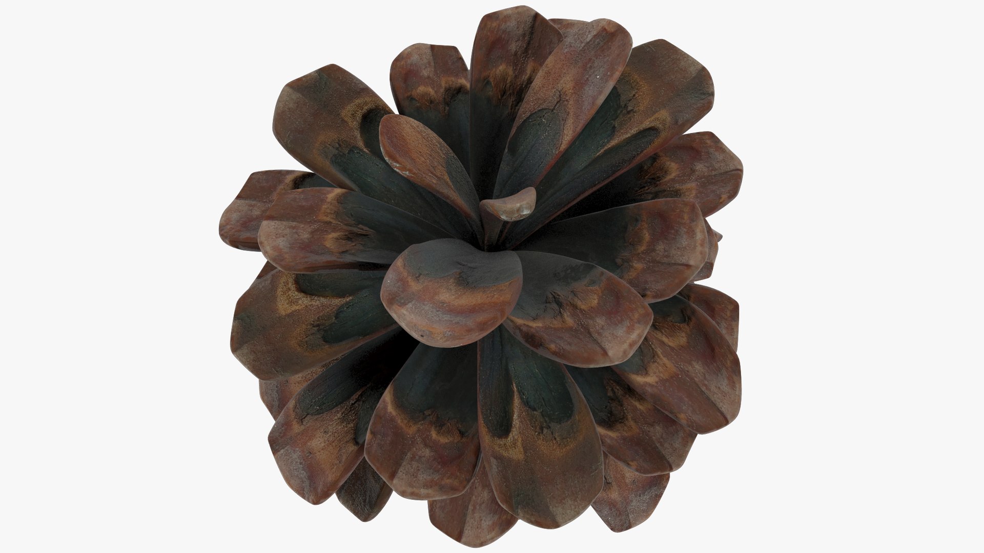 Conifer Cones Collection V3 model https://p.turbosquid.com/ts-thumb/dP/8OKY0i/lt/cmp1_004_012/png/1699995080/1920x1080/fit_q87/31e8923f1df40b985e19f4f2a09874ee2a4fbc9e/cmp1_004_012.jpg