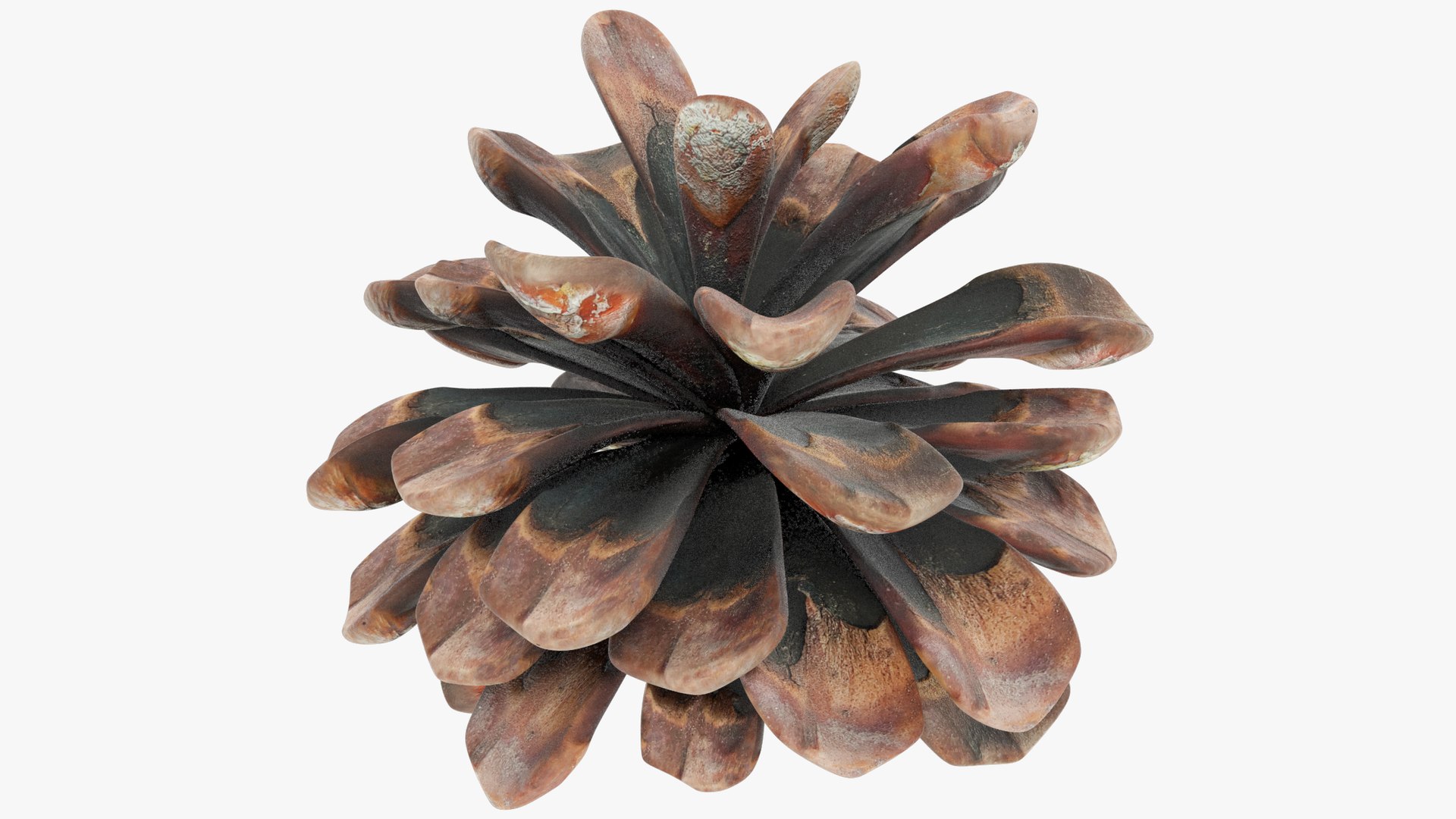 Conifer Cones Collection V3 model https://p.turbosquid.com/ts-thumb/dP/8OKY0i/s9/c1_001/png/1699994831/1920x1080/fit_q87/7a8b5ab54972b0689f73c1c5ccc9a134f742690f/c1_001.jpg