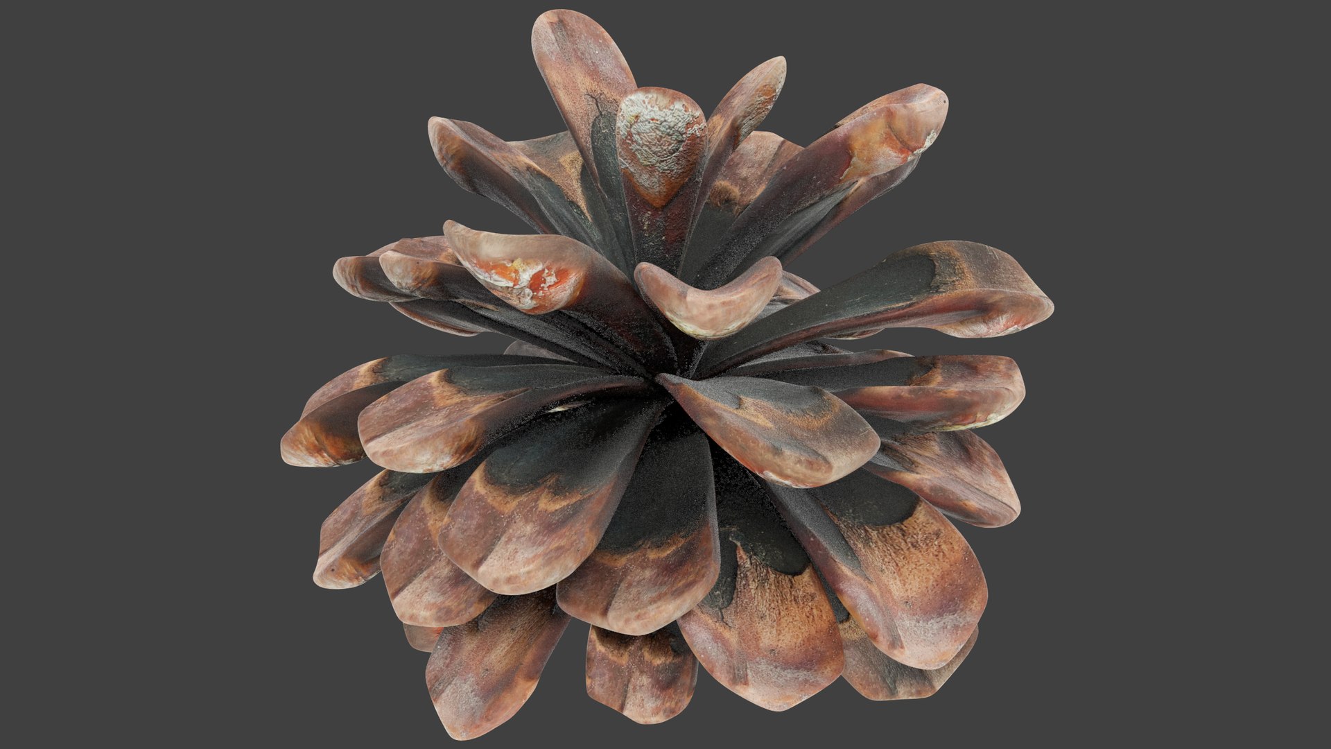 Conifer Cones Collection V3 model https://p.turbosquid.com/ts-thumb/dP/8OKY0i/zD/c1_002/png/1699994799/1920x1080/fit_q87/e59868e2506283ccec59c8258b3ce9b6276df1df/c1_002.jpg