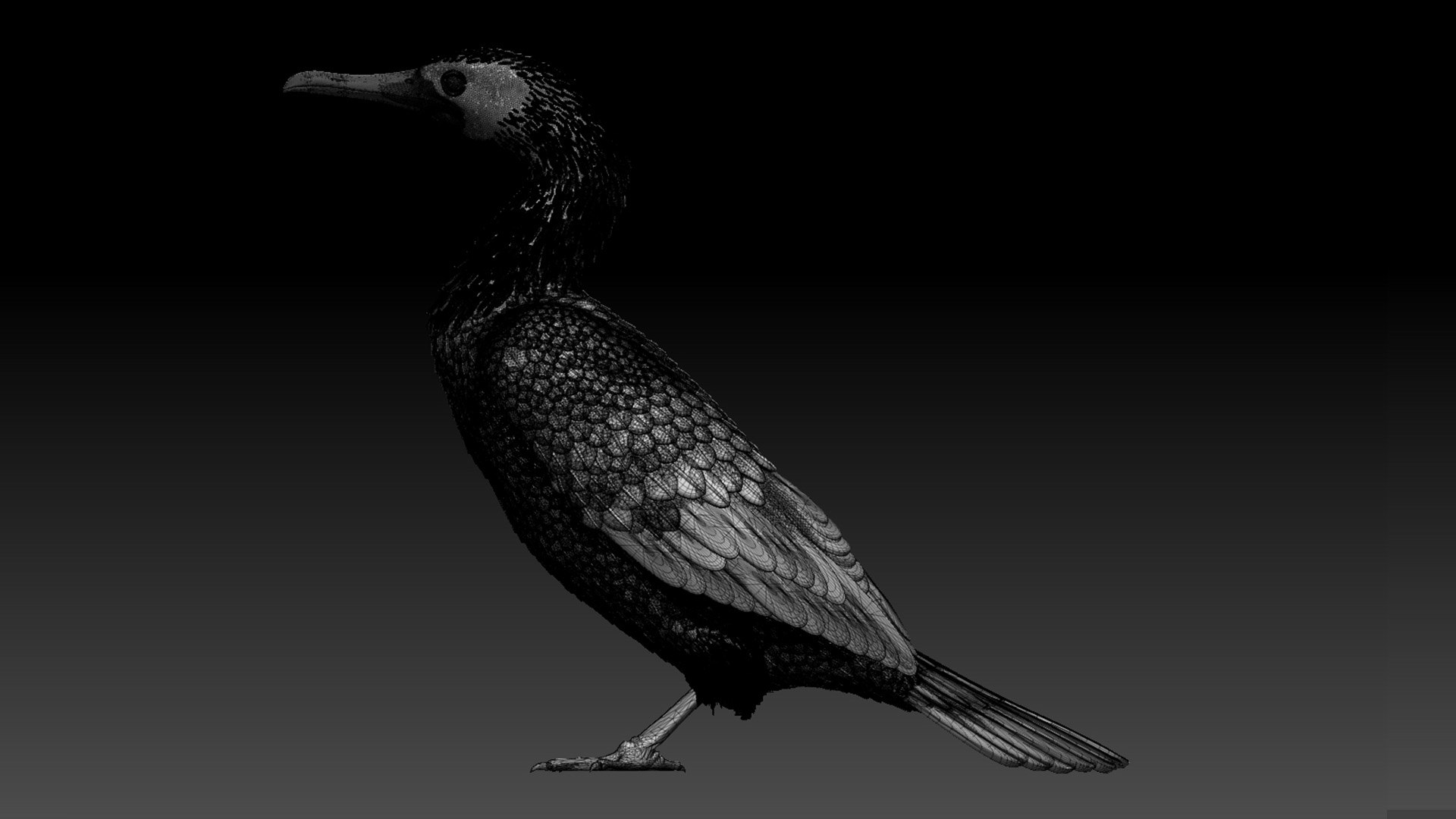 3D cormorant model https://p.turbosquid.com/ts-thumb/dP/FuRV8X/Du/87687687645/jpg/1653314104/1920x1080/fit_q87/f3a30f14af71f009807ba64cd3055a341f6ed172/87687687645.jpg