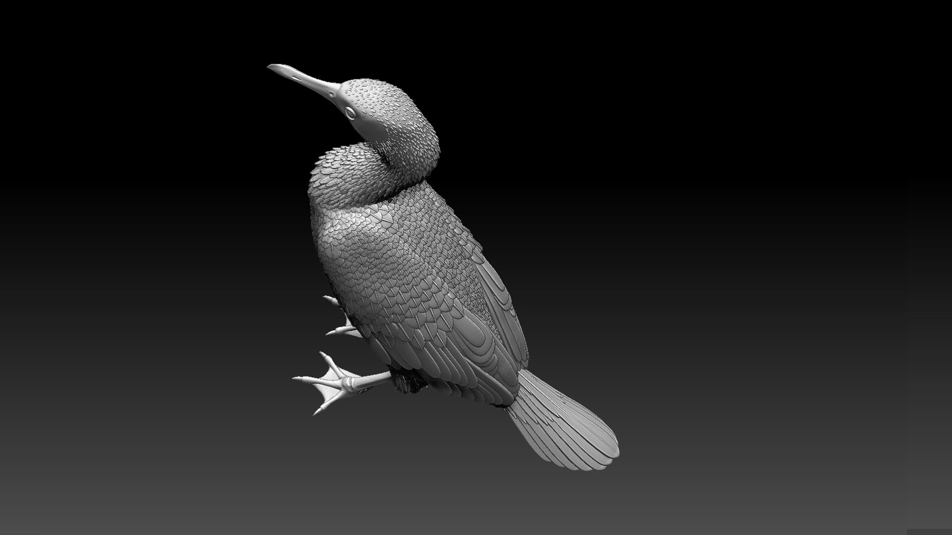 3D cormorant model https://p.turbosquid.com/ts-thumb/dP/FuRV8X/xU/5436564/jpg/1653314082/1920x1080/fit_q87/6dcf7eed406870753577977630fc1398e0f1137e/5436564.jpg