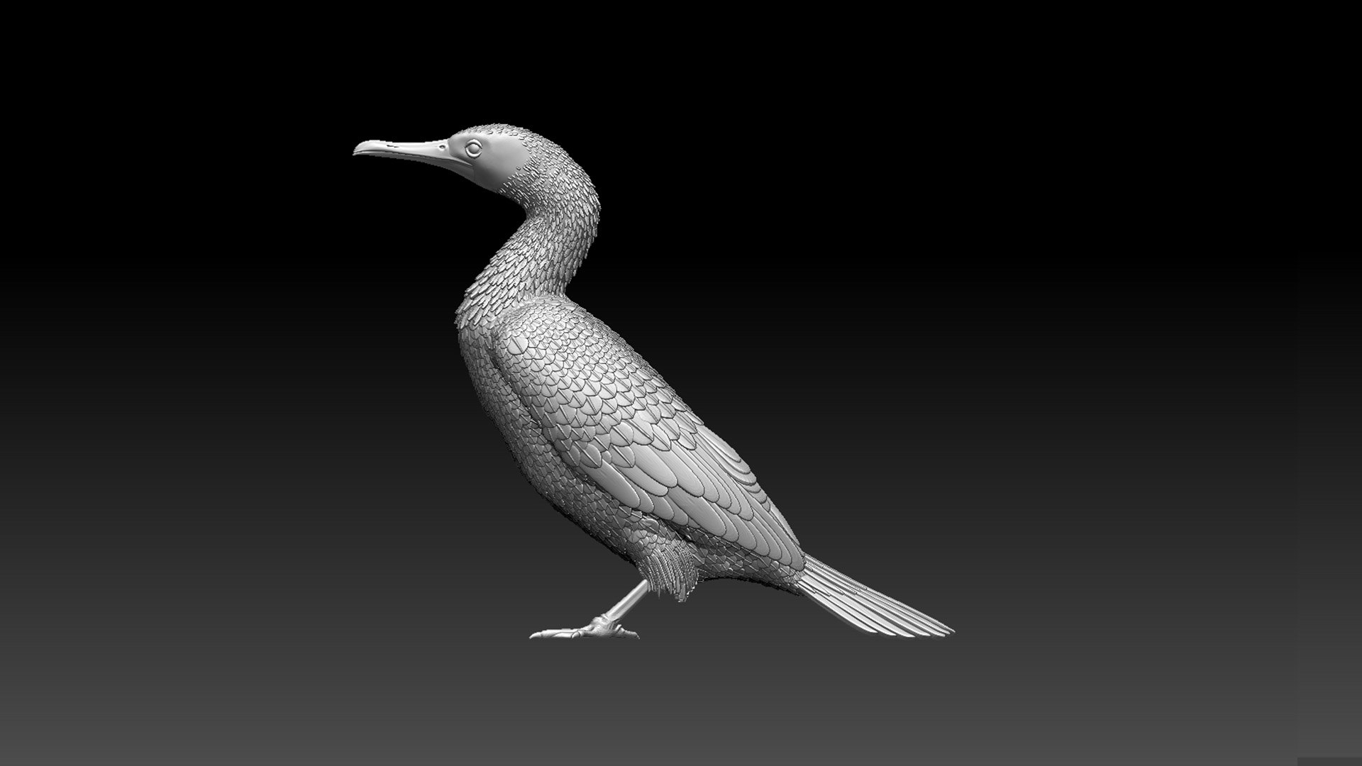 3D cormorant model https://p.turbosquid.com/ts-thumb/dP/FuRV8X/zU/645432534/jpg/1653314093/1920x1080/fit_q87/a4d0532c73dfb8f918a0c0ad820989872bfdd541/645432534.jpg