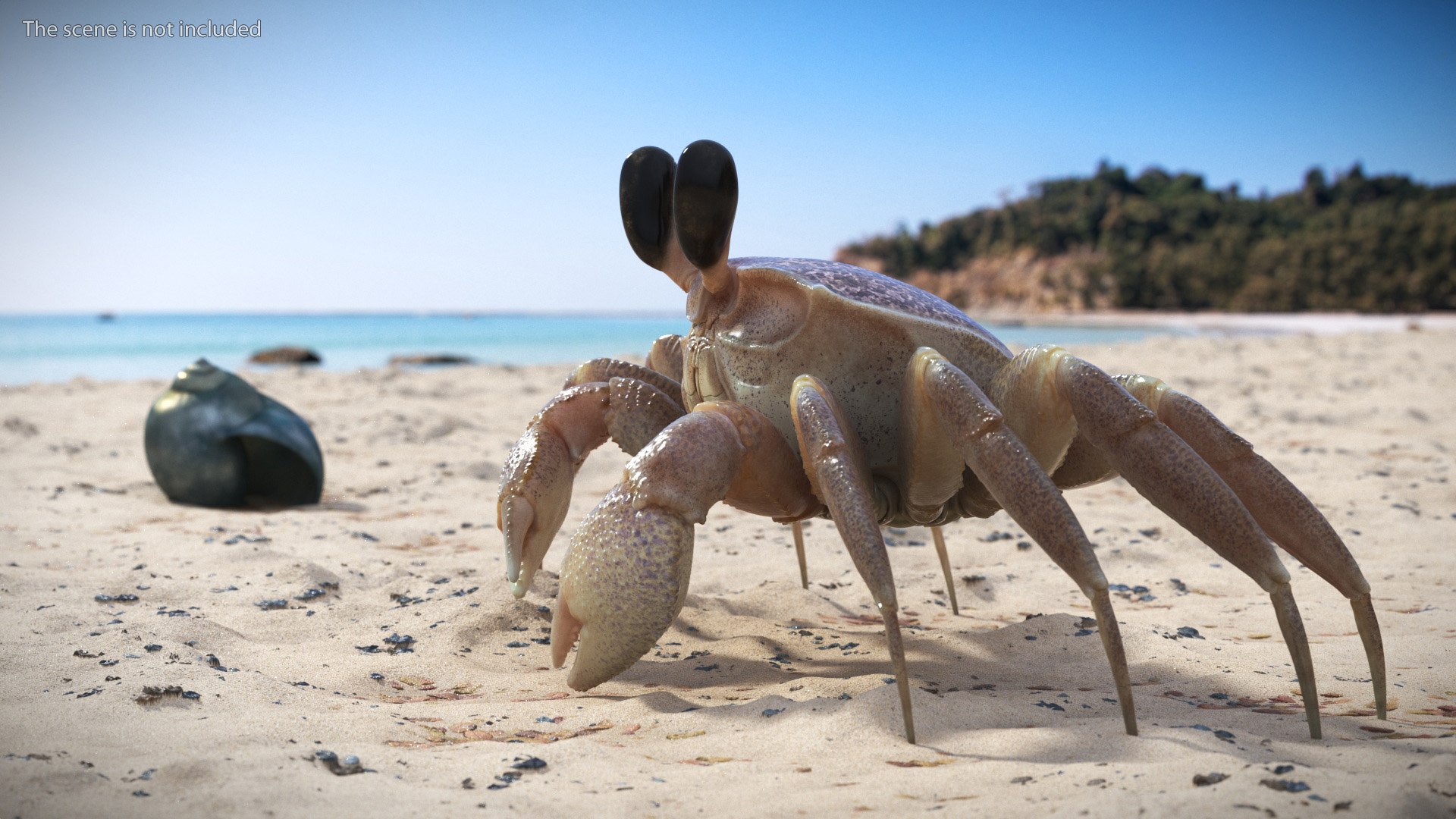 Atlantic Beach Crab Pink Beige Rigged for Maya 3D model preview