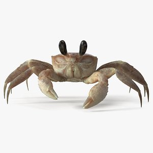 Atlantic Beach Crab Pink Beige Rigged for Maya 3D