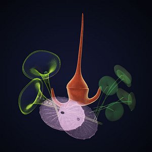 Protists.mb