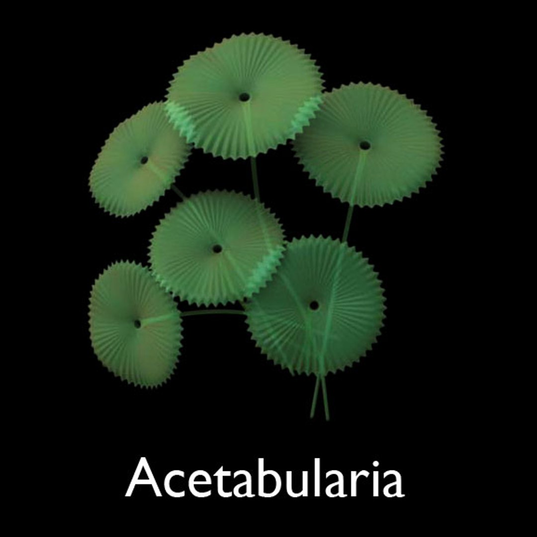 3d Protists Model 4755