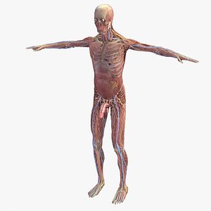 3D Realistic Complete Human Male Anatomy