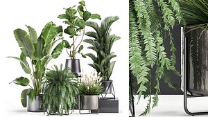 Houseplants in a rust flowerpot for the interior 996