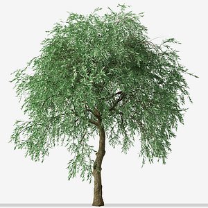 3D Set of Pyrus salicifolia or Weeping Silver Leaved Pear Tree - 2 Trees model