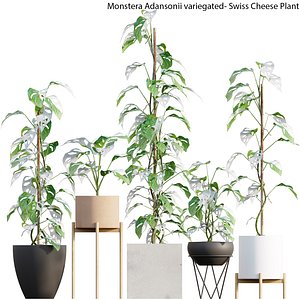 Monstera Adansonii variegated- Swiss Cheese Plant model
