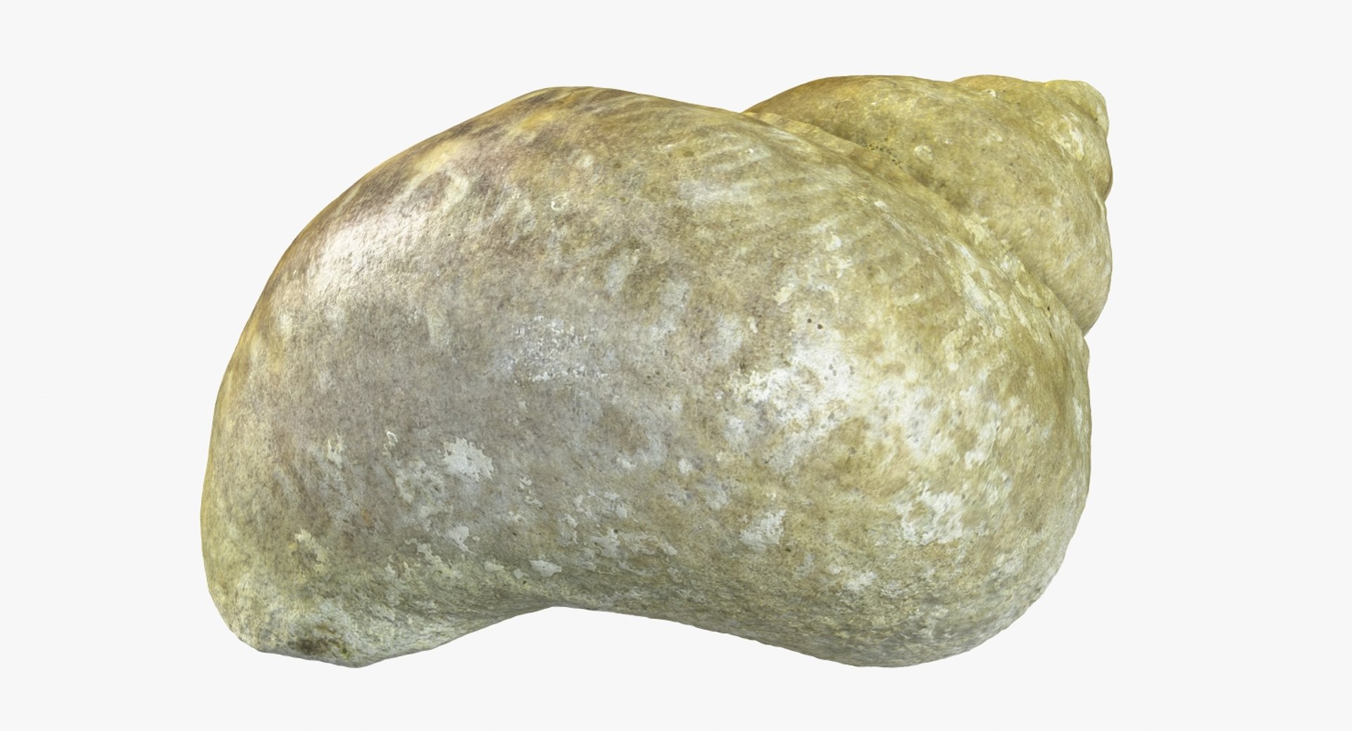 3d model of snail shell https://p.turbosquid.com/ts-thumb/dP/o3dxfZ/YWvqcb4A/camera006_beauty001/jpg/1447364887/1920x1080/fit_q87/dd95dcaee9033165af4c9218176581a648649a0a/camera006_beauty001.jpg