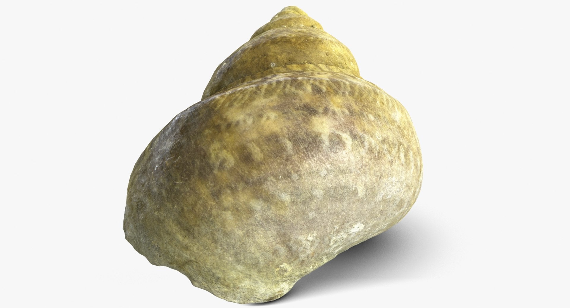 3d model of snail shell https://p.turbosquid.com/ts-thumb/dP/o3dxfZ/i23ggcv5/camera007_beauty001/jpg/1447364887/1920x1080/fit_q87/d1740da7556cdd5d94abe3f311dfdb34693b4f94/camera007_beauty001.jpg