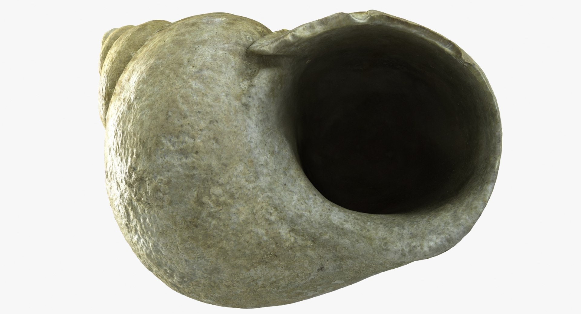 3d model of snail shell https://p.turbosquid.com/ts-thumb/dP/o3dxfZ/mVP5t9Yz/camera004_beauty001/jpg/1447364887/1920x1080/fit_q87/7e38b592761a66b9275b257d841f7a77c5c966fd/camera004_beauty001.jpg