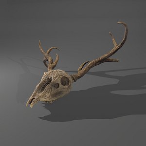 3D stag animal skull model