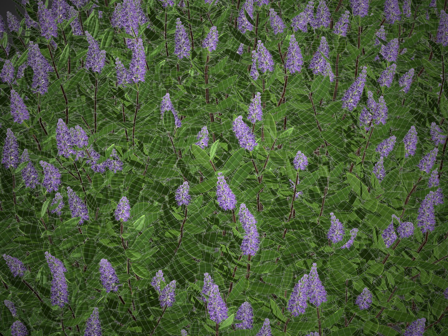XfrogPlants Hebe Majorie model https://p.turbosquid.com/ts-thumb/dQ/1cW3my/oT/screenshot026/jpg/1620942412/1920x1080/fit_q87/a1f32890c7f97814ed4db3f4b936061ccc60519c/screenshot026.jpg