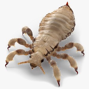 3D Biting Louse White model