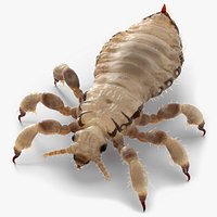 Biting Louse White
