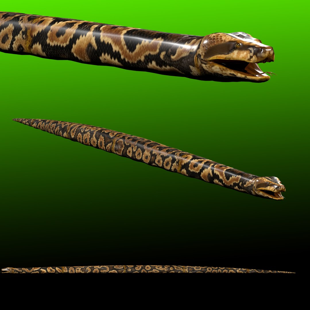 Ball Python Rigged 3D model https://p.turbosquid.com/ts-thumb/dQ/IlKWGh/Dv/render_unreal_1_0013/jpg/1766499847/1920x1080/fit_q87/e7fb619928f411dfa375ac8cc8f791aa8d4c0d57/render_unreal_1_0013.jpg