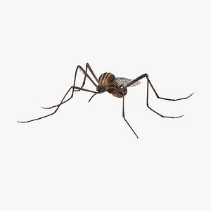 mosquito standing max