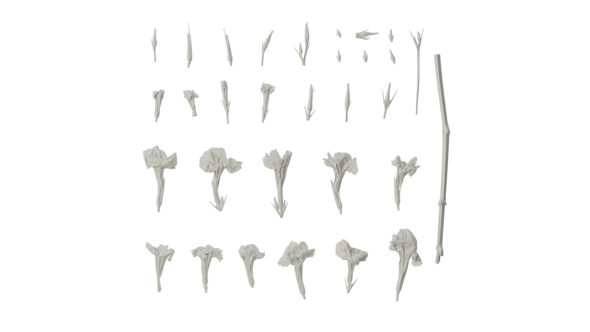 3D Anydrafts Ruellia Simplex Flower 01 Textures Model - TurboSquid 2358486