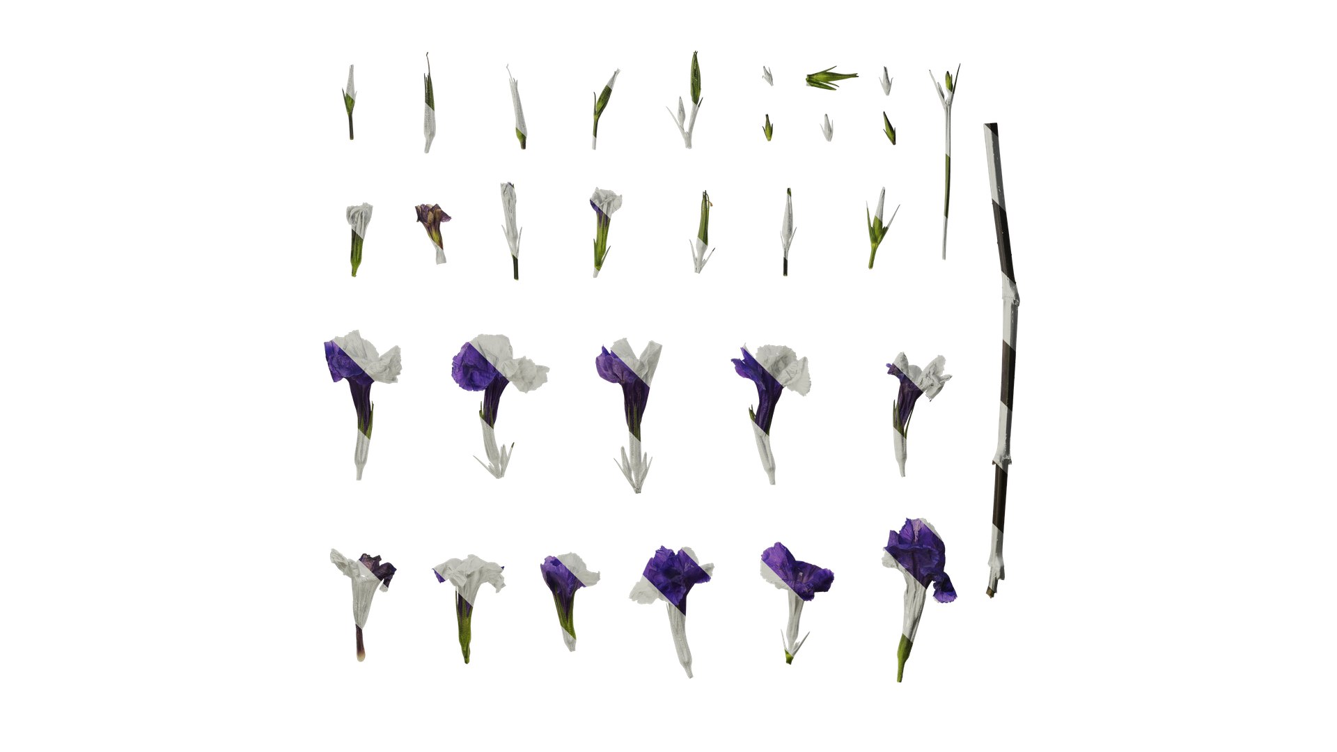3D Anydrafts Ruellia Simplex Flower 01 Textures Model - TurboSquid 2358486