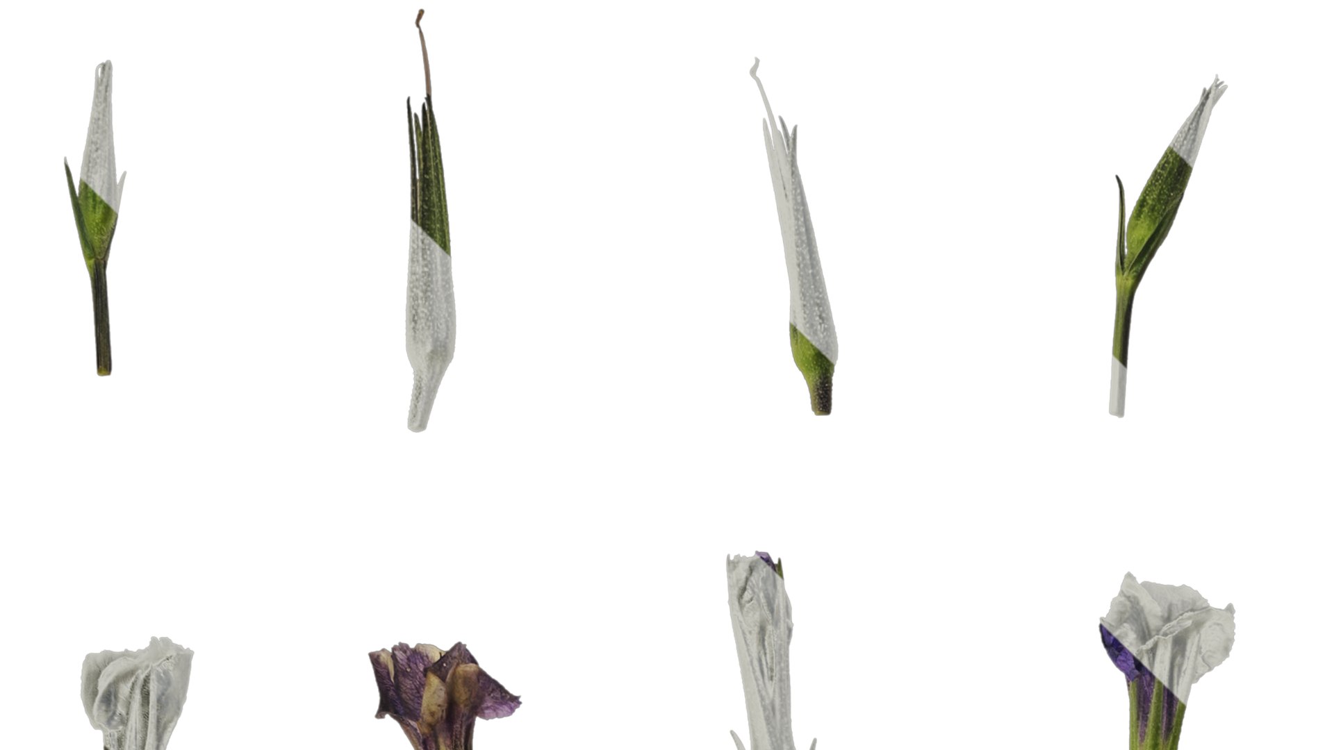 3D Anydrafts Ruellia Simplex Flower 01 Textures Model - TurboSquid 2358486
