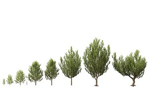 HighpolyLowPoly - Platanus orientalis - Oriental plane model