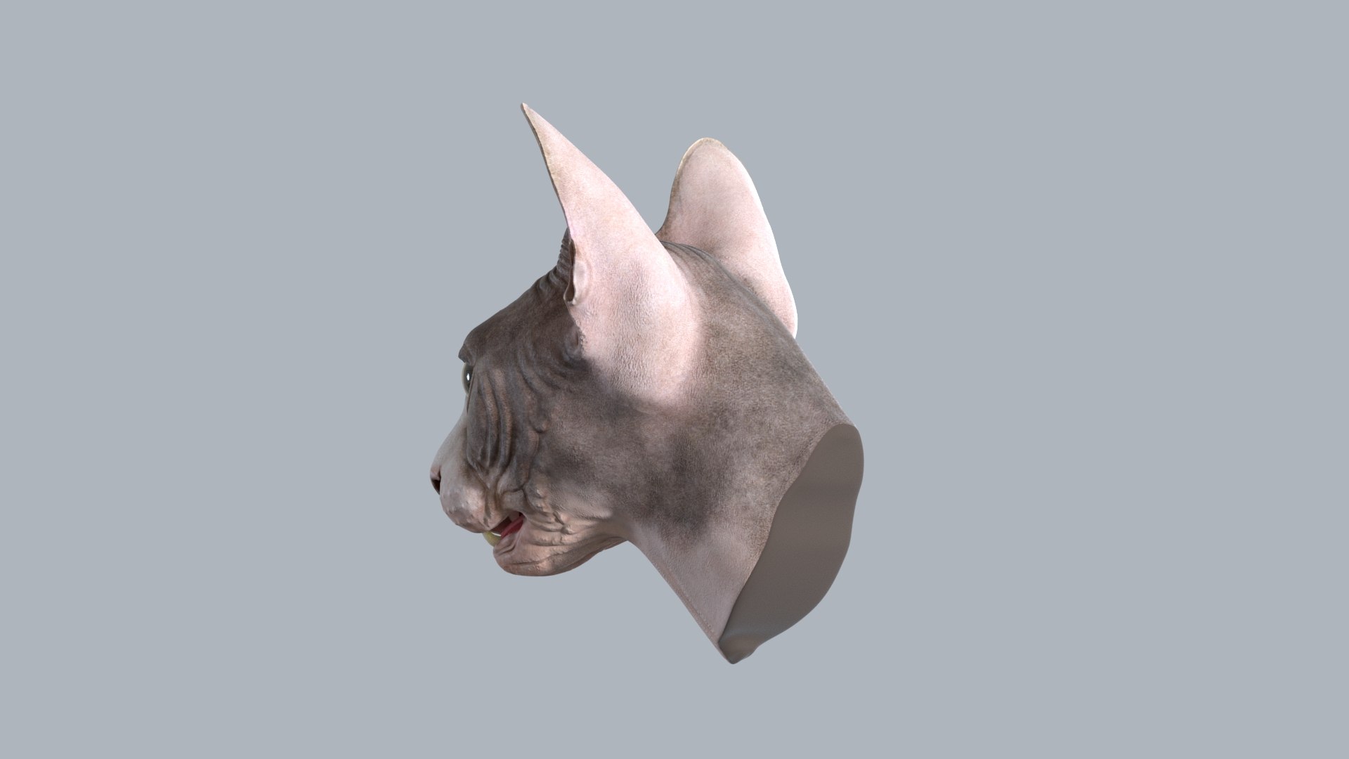 Sphynx Head model https://p.turbosquid.com/ts-thumb/dQ/urtZU1/2k/sphynx_cat_head_05/jpg/1625240314/1920x1080/fit_q87/b2bbd7bf461b8f4d338d0be72b9aa3505c458648/sphynx_cat_head_05.jpg