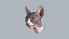 Sphynx Head