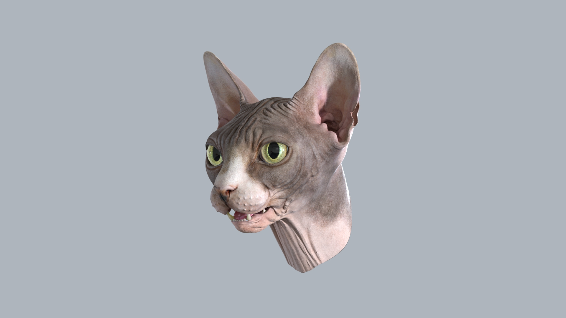 Sphynx Head model https://p.turbosquid.com/ts-thumb/dQ/urtZU1/PK/sphynx_cat_head_turntable/jpg/1625240341/1920x1080/turn_fit_q99/c59813664d1bef52275510126956d8530d7a2b2a/sphynx_cat_head_turntable-1.jpg