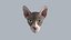 Sphynx Head