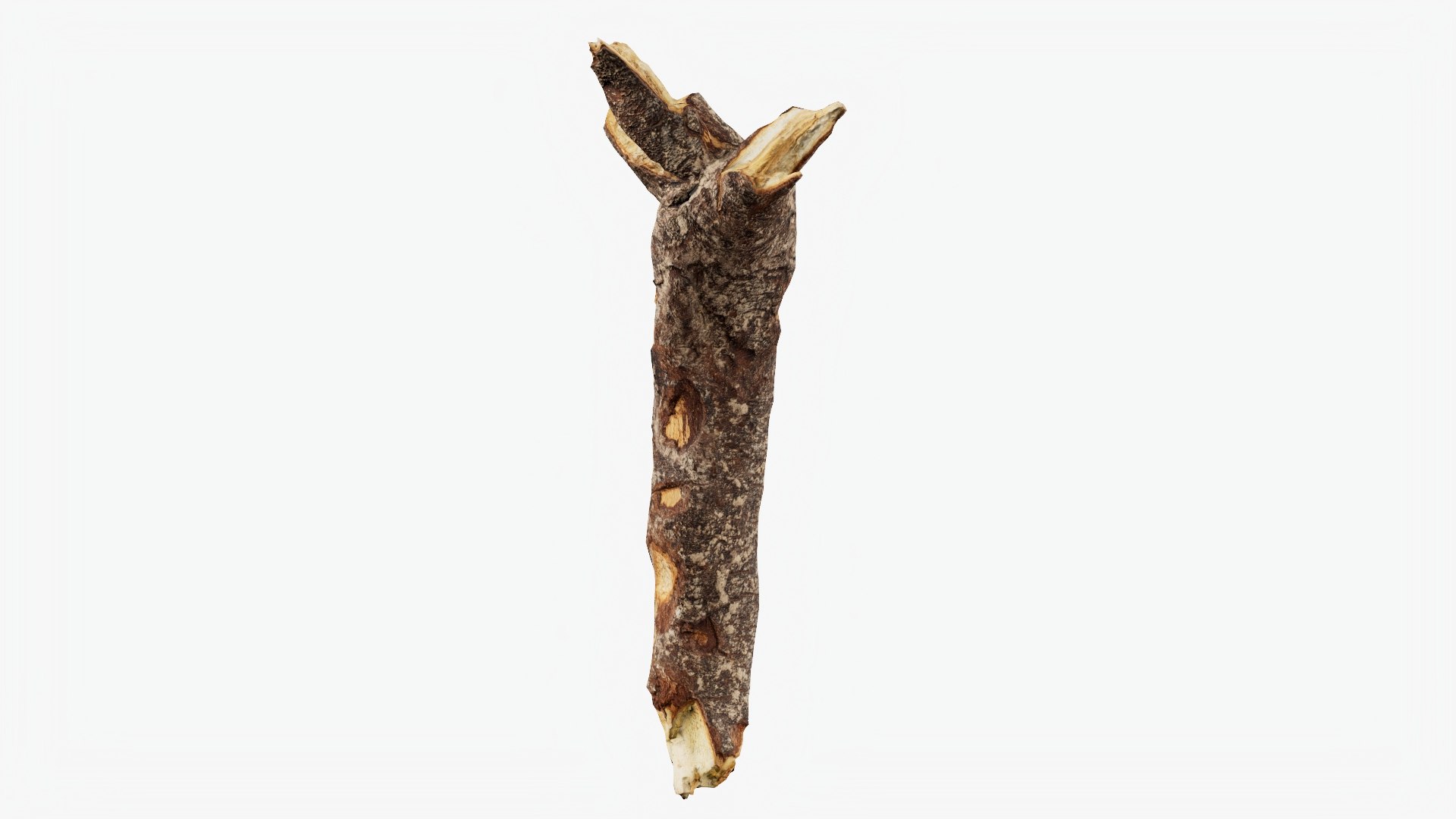 Scanned Tree Wood 10 3D model https://p.turbosquid.com/ts-thumb/dR/2i8pTb/4j/b10_p03/jpg/1748427933/1920x1080/fit_q87/82ee147bb9ddd6d392ce2f8630cd42a2f70261c3/b10_p03.jpg