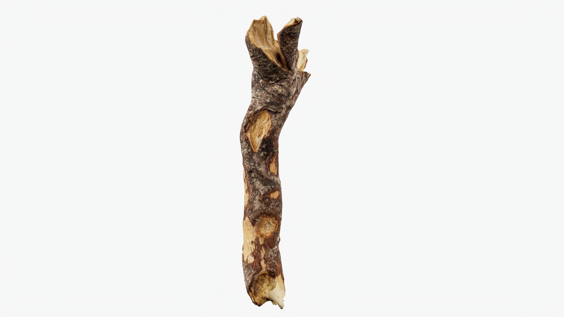 Scanned Tree Wood 10 3D model https://p.turbosquid.com/ts-thumb/dR/2i8pTb/a2/b10_p04/jpg/1748427933/1920x1080/fit_q87/3f69e07001a06805c0c98af3c3d643f7f8eb60ca/b10_p04.jpg