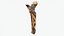 Scansionato Albero Legno 10