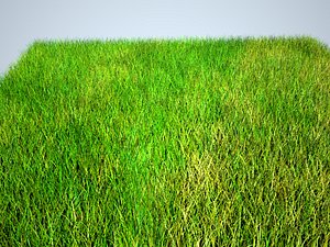 grass