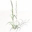 XfrogPlants Ryegrass