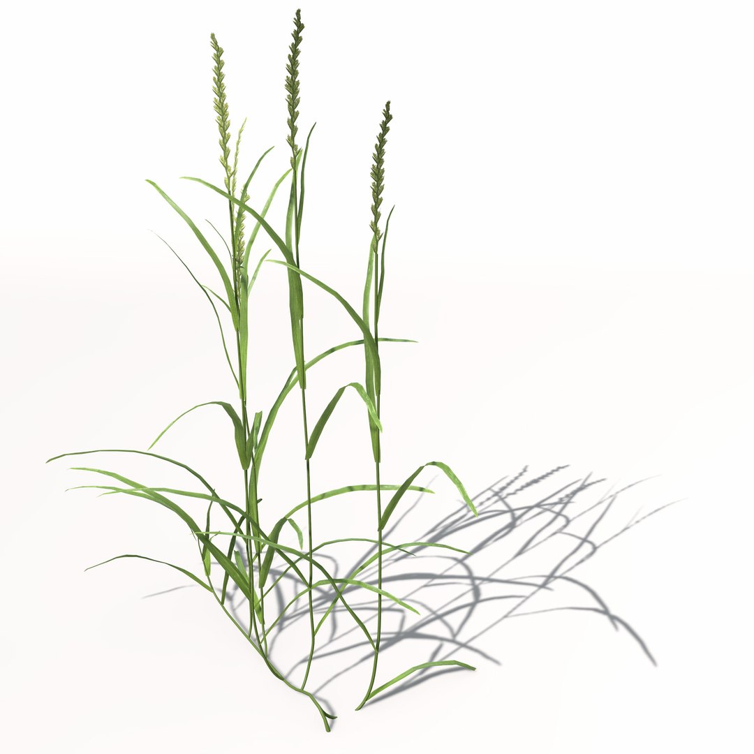 3d xfrogplants ryegrass grass plant https://p.turbosquid.com/ts-thumb/dR/Ba51QL/FYejBqEH/ag12ryegrass3/jpg/1462489835/1920x1080/fit_q87/440eb9df6d3649426bf5297bc10b06602ed4810a/ag12ryegrass3.jpg