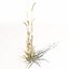 XfrogPlants Ryegrass