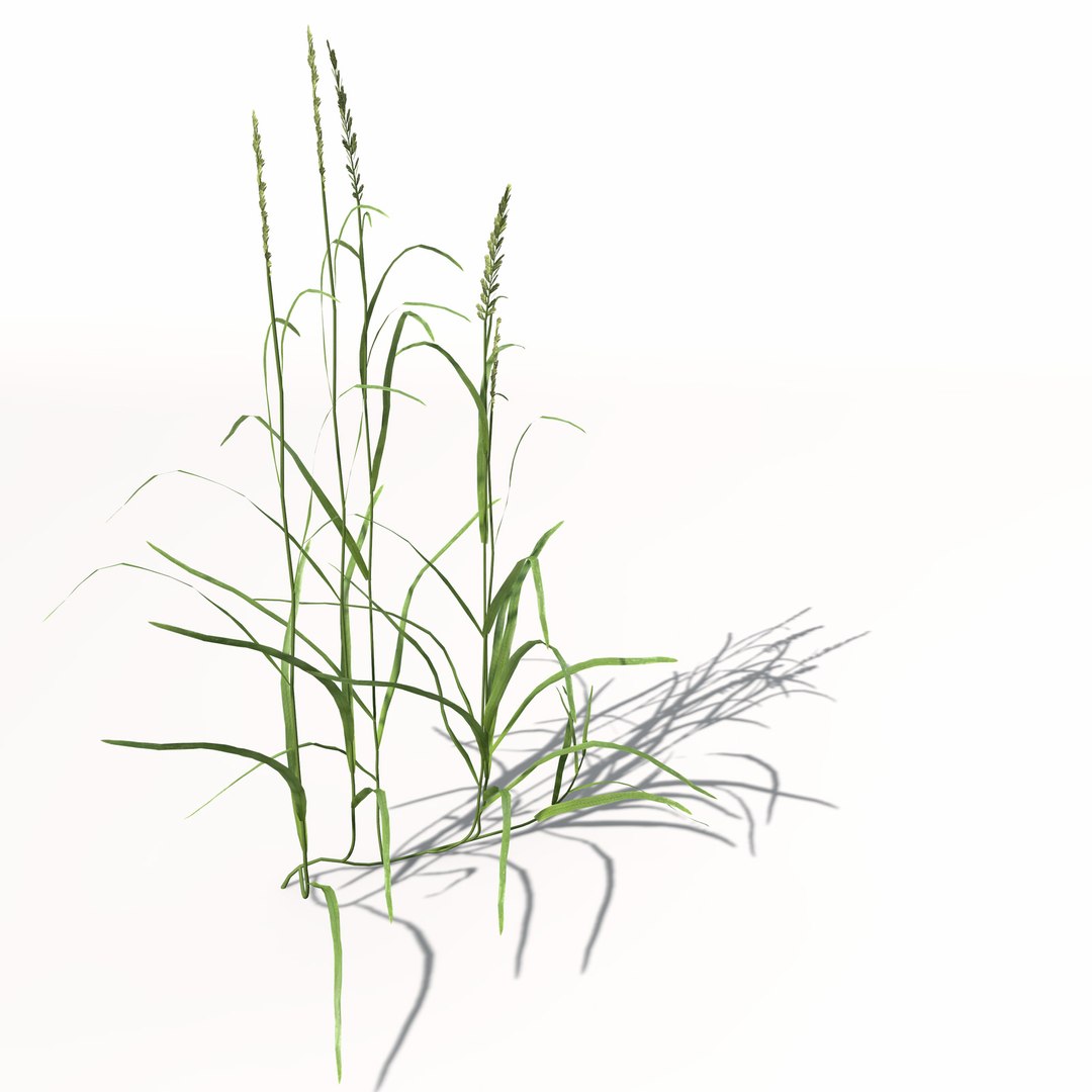 3d xfrogplants ryegrass grass plant https://p.turbosquid.com/ts-thumb/dR/Ba51QL/Ks6eDkxp/ag12ryegrass5/jpg/1462489835/1920x1080/fit_q87/d19de12a039d7668f8ba816a1a02f40331ec19c4/ag12ryegrass5.jpg