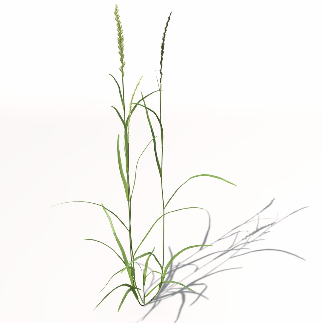 3d xfrogplants ryegrass grass plant https://p.turbosquid.com/ts-thumb/dR/Ba51QL/RzYIb6l1/ag12ryegrass7/jpg/1462489835/1920x1080/fit_q87/1b0179ea8230b692220d42155739cf8ab94401b9/ag12ryegrass7.jpg