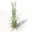 XfrogPlants Ryegrass