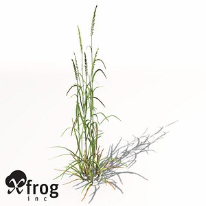 XfrogPlants Ryegrass
